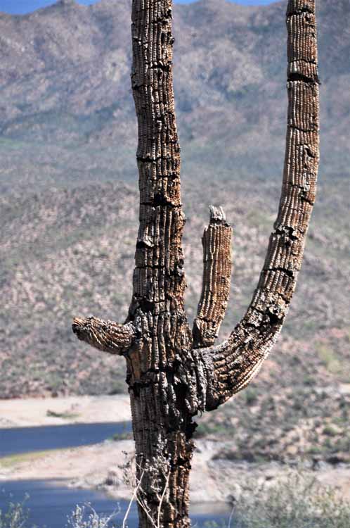 dead saguaro
